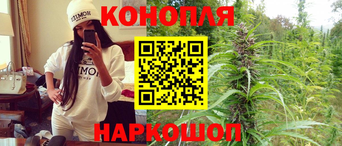 Канабис сатива Новошахтинск